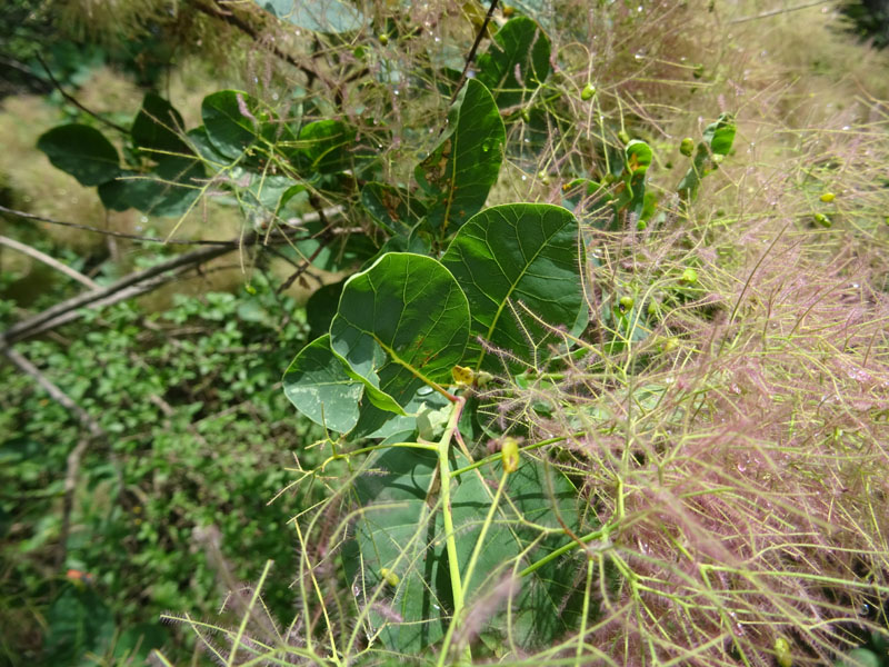 Cotinus coggygria / Sommacco selvatico